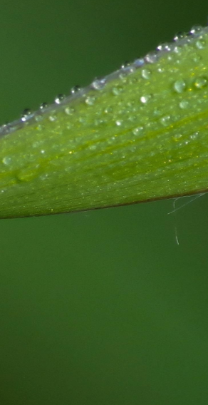 Future Of Microbiology Image - Laboratory X Webflow Template